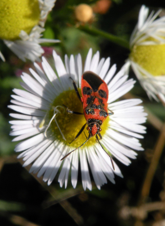 Rhopalide:  Corizus hyoscyami del Trentino